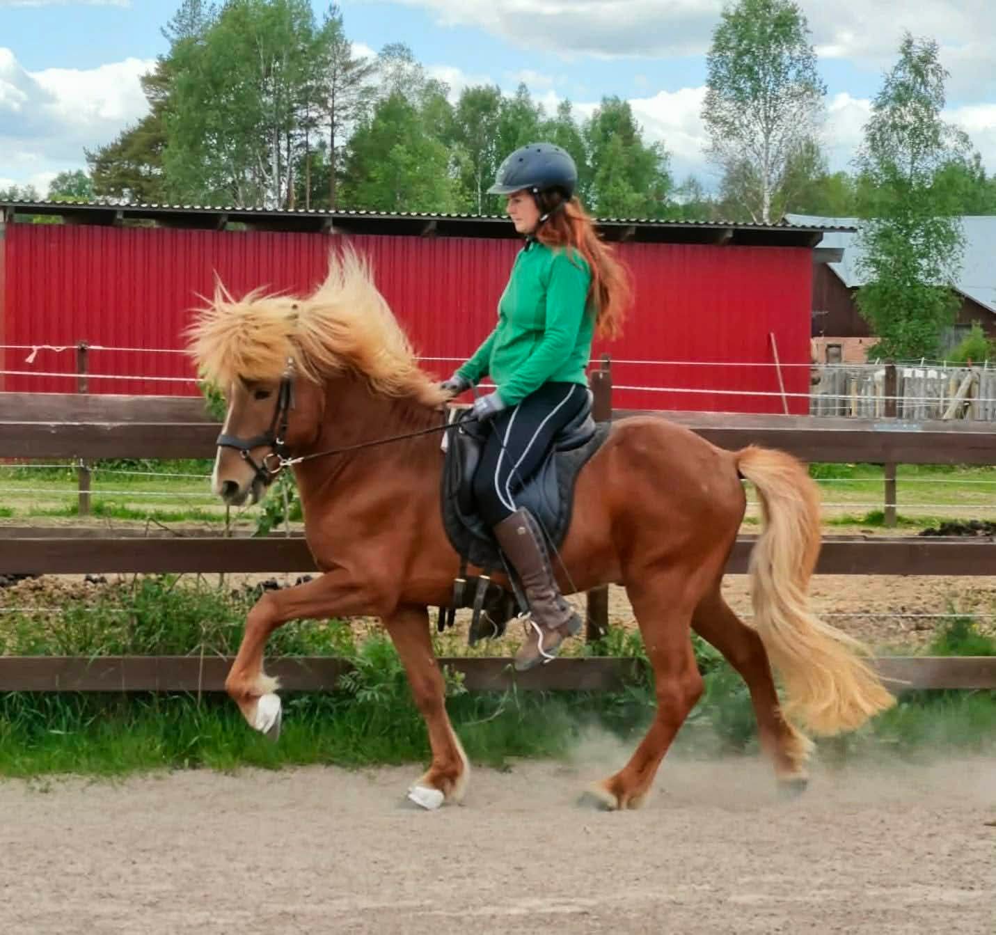 Kaktus från Jupitertorp